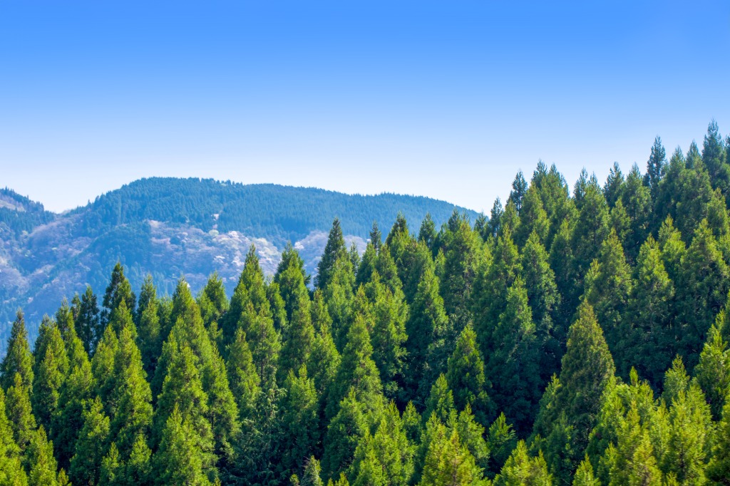 届出が義務化！「森林の土地の所有者届出」とは？